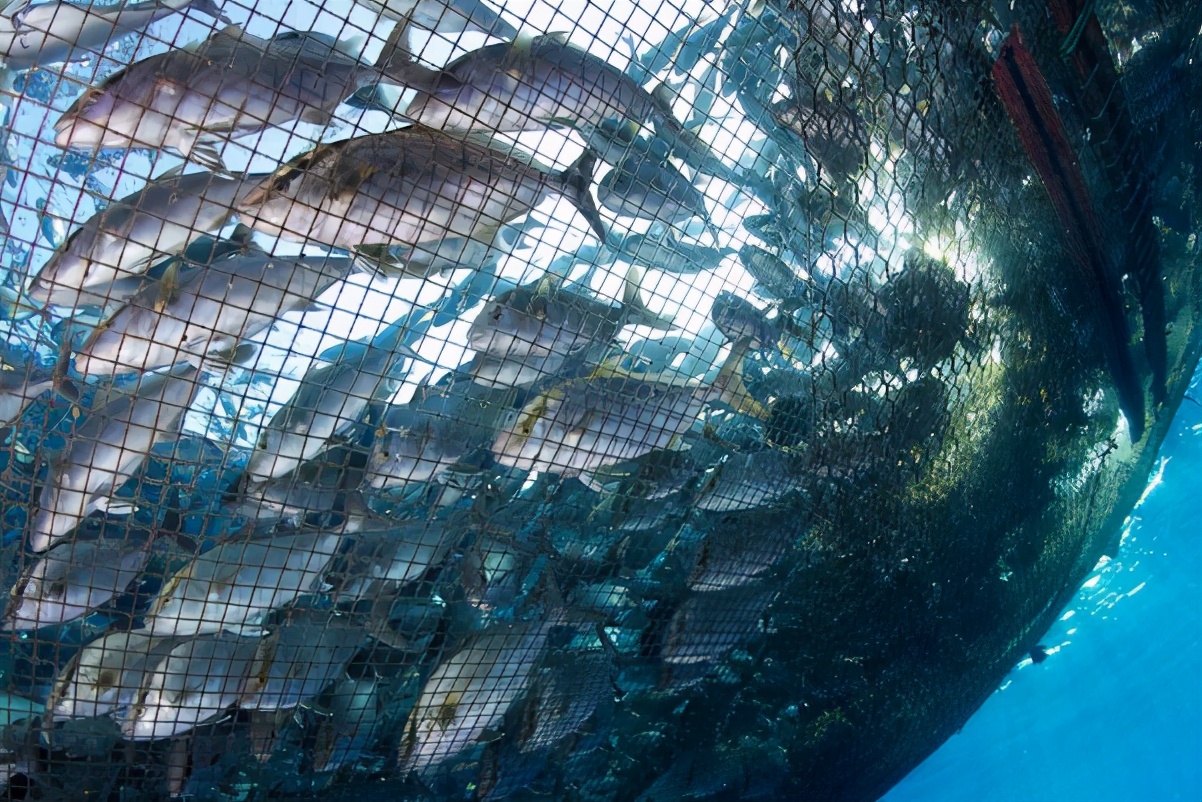 我國水產養殖業的現狀與前景