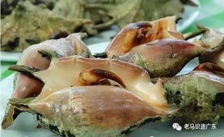 包船出海，拖網(wǎng)捕魚與煙花篝火盛宴 一場(chǎng)停不下來的海洋樂趣