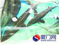 廈門雜交鱘魚遠(yuǎn)銷外地，本地市場(chǎng)反應(yīng)冷淡