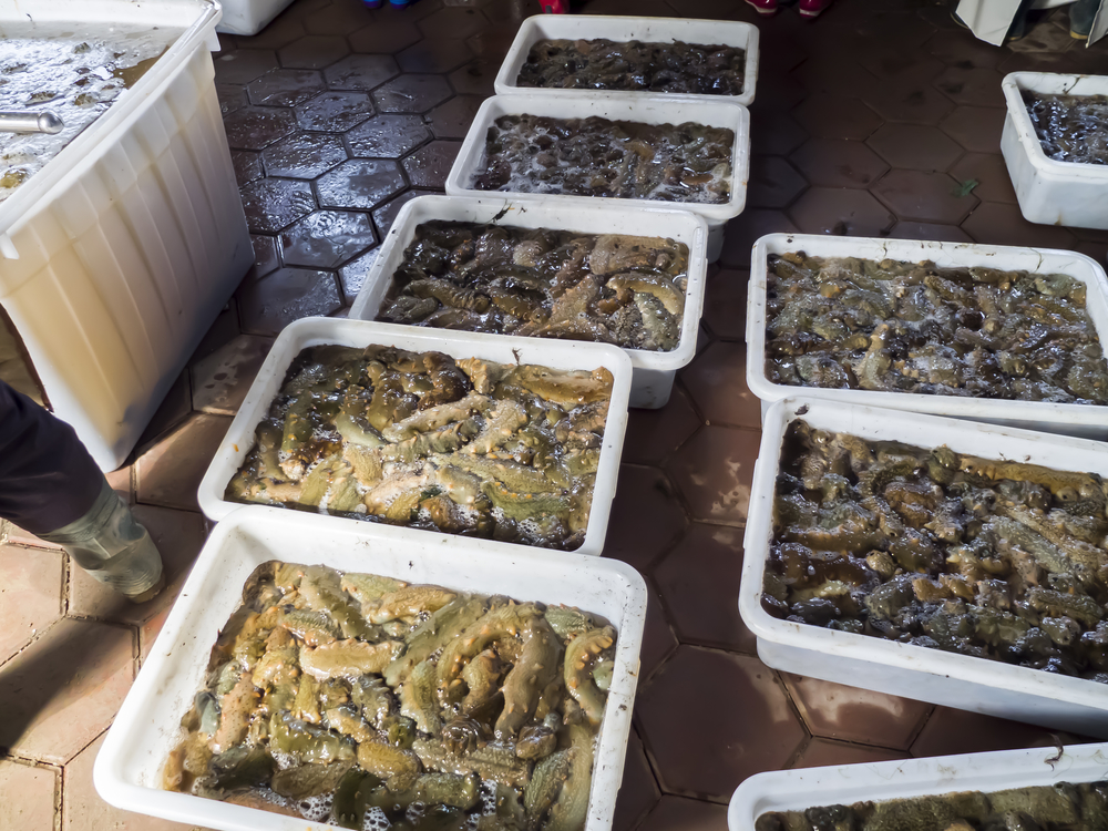 活海參捕撈加工工廠 水產產業鏈的高效運作