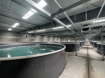 科技賦能 山東利津開創工廠化養蝦新模式