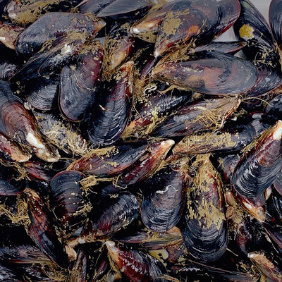 鮮活大海虹 來自深海的野生美味，燒烤佳品推薦