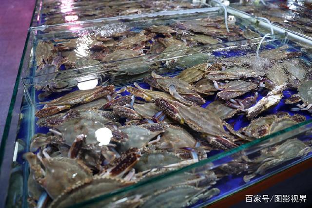 南方梭子蟹占據水產市場 海捕與養殖蟹如何辨別？