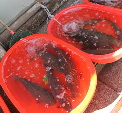 菜市場避坑指南 這三種魚再便宜也別買，魚販子都悄悄避開