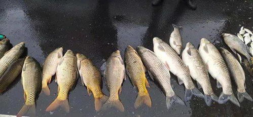 邵陽三人因非法捕撈水產品投案自首，面臨法律嚴懲